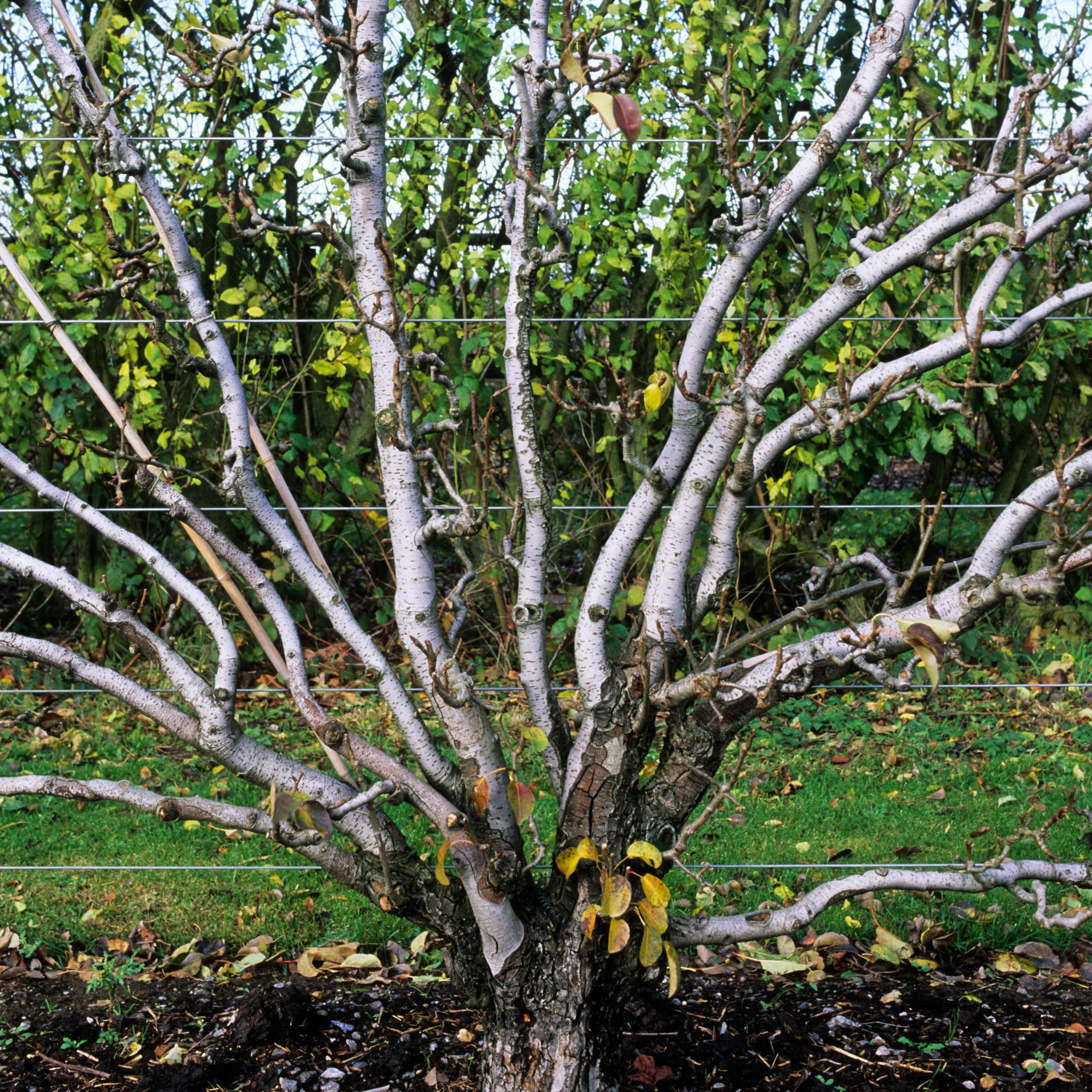 cherry - fan shaped