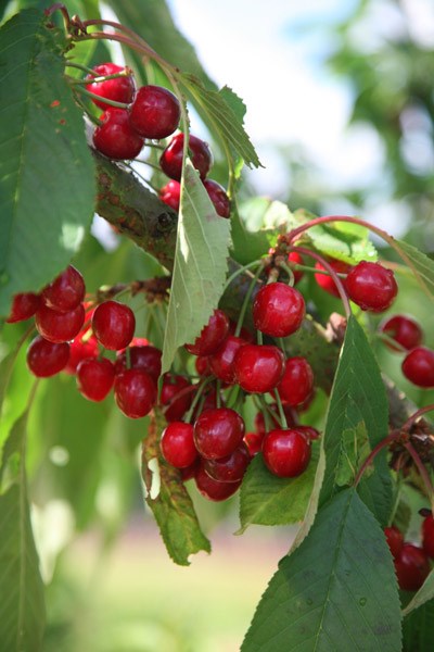 cherry - fan shaped cherry - fan shaped