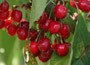 cherry - fan shaped