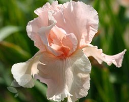 Iris 'Magical Encounter' (bearded iris)