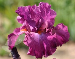 Iris 'Ever After' (bearded iris)