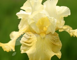 Iris 'Buckwheat' (bearded iris)