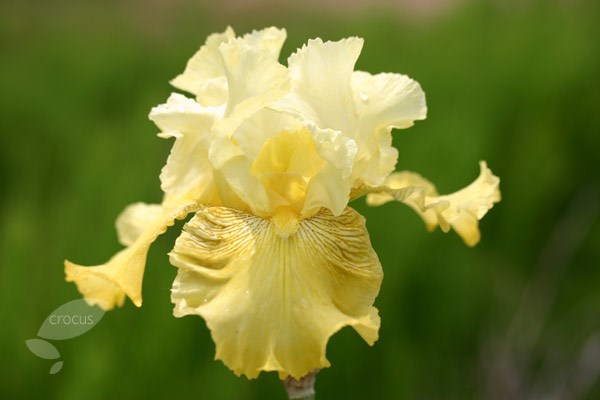 bearded iris bearded iris