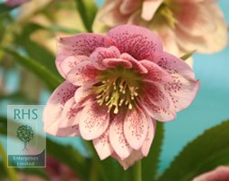 Lenten Rose hellebore