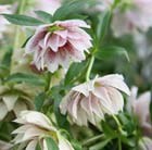 Lenten Rose hellebore