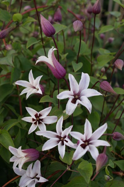 clematis (group 3) clematis (group 3)