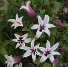 Clematis Princess Kate = 'Zoprika' (PBR)