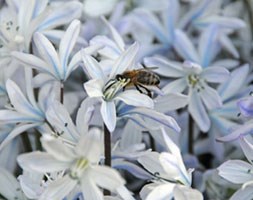 squill bulbs squill bulbs