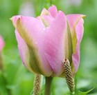 Tulipa Groenland