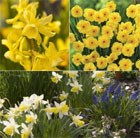 Award-winning, scented miniature daffodils