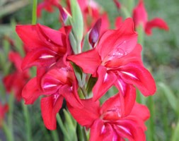 gladioli bulbs