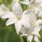 Gladiolus × colvillii The Bride