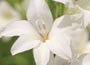 gladioli bulbs