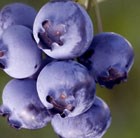 blueberry - very late-season fruiting