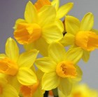 Narcissus Jetfire & Muscari armeniacum