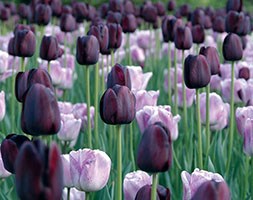 Crocus collections
