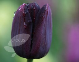 Crocus collections
