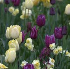 Tulipa Fringed Elegance & Tulipa Burgundy