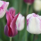 Tulipa Maytime & Tulipa Shirley