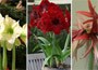 Amaryllis Collection