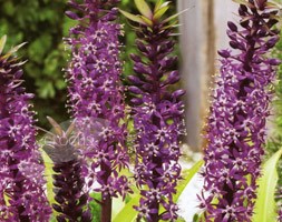 pineapple lily bulbs