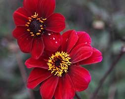 dahlia bulbs
