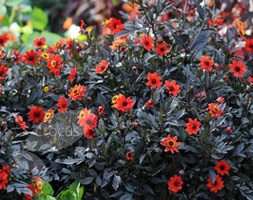dahlia bulbs