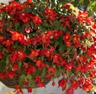 Begonia bertinii