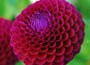 dahlia bulbs
