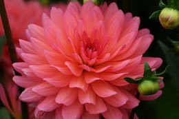 dahlia bulbs