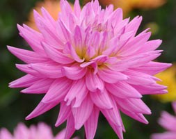dahlia bulbs