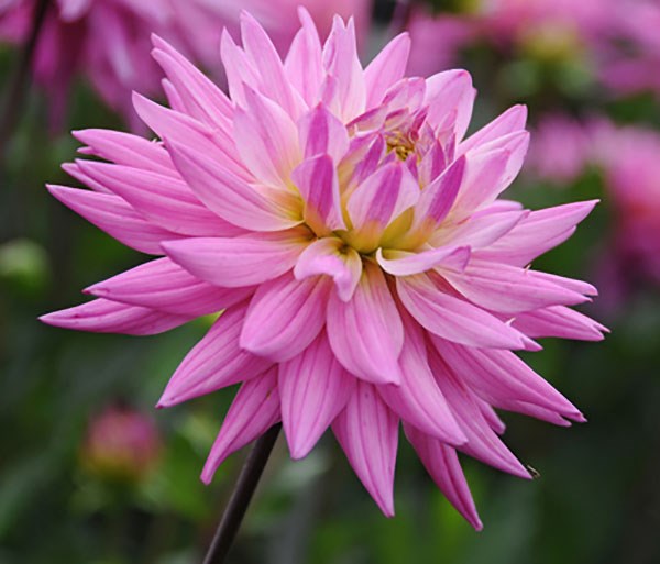 dahlia bulbs