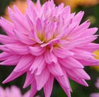 Dahlia 'Karma Pink Corona' (PBR)