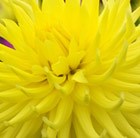 dahlia bulbs