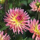 dahlia bulbs