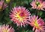 dahlia bulbs