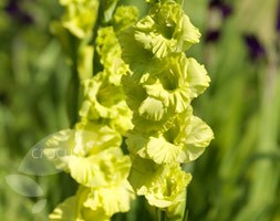 gladioli bulbs