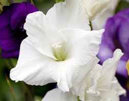 gladioli bulbs