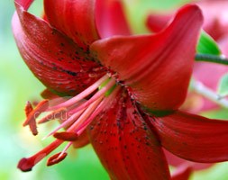 lily bulbs