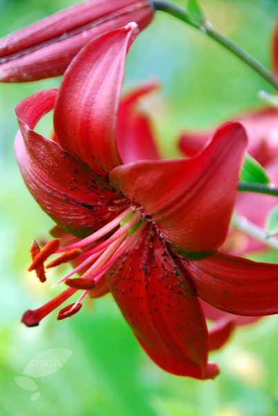 lily bulbs lily bulbs