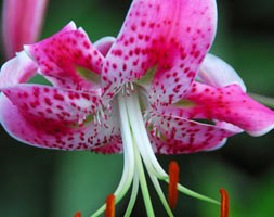 Lilium speciosum var. rubrum (lily bulbs)