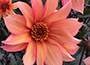 dahlia bulbs