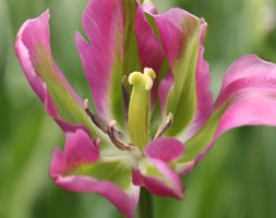 Tulipa 'Nightrider' (viridiflora tulip bulbs)