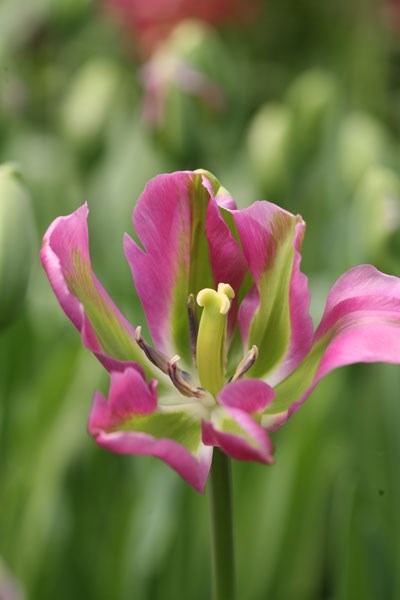 viridiflora tulip bulbs viridiflora tulip bulbs