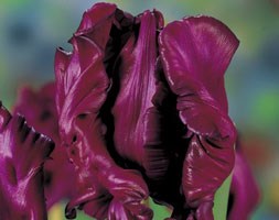 parrot tulip bulbs