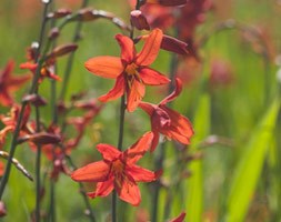 Crocosmia x crocosmiiflora 'Babylon' (montbretia)