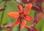 montbretia