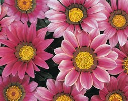 32 plus 10 FREE large plug plants