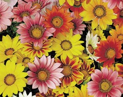 32 plus 10 FREE large plug plants