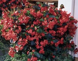 32 plus 10 FREE large plug plants